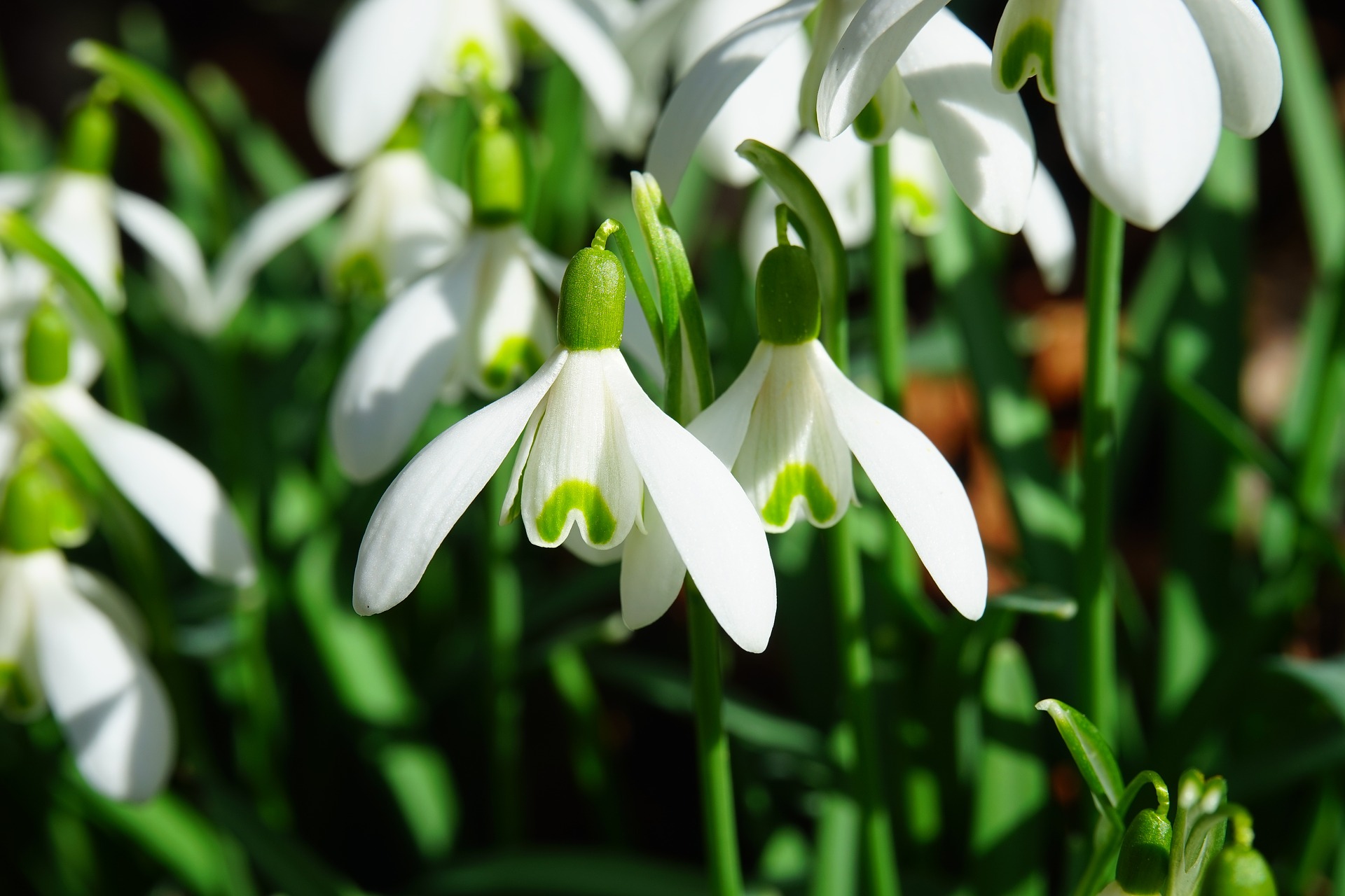 Garden Maintenance Brisbane